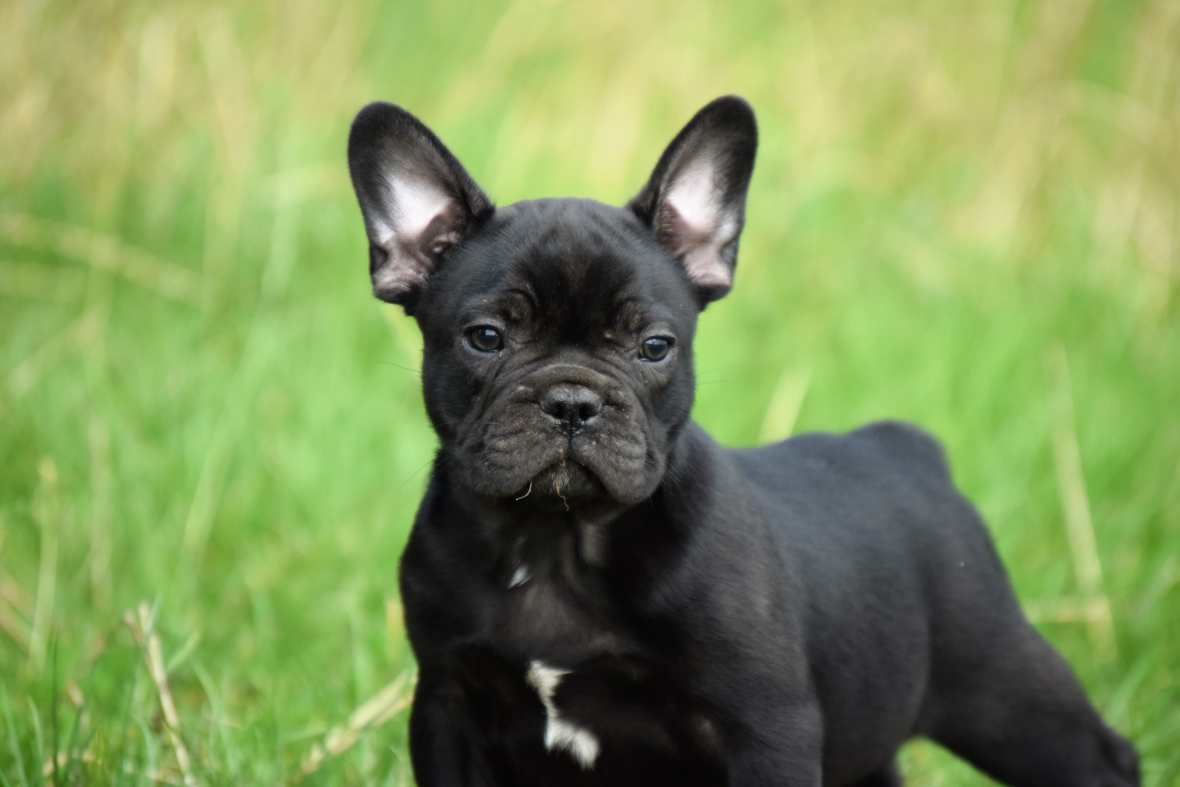 Welpen Französische Bulldogge